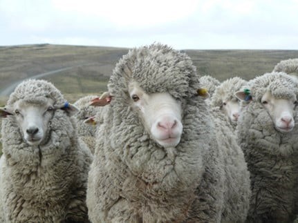 Merino wool, what exactly is it?